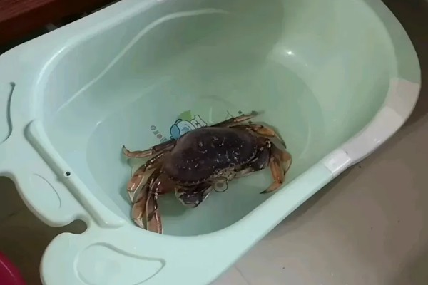 活螃蟹冷冻死了还能吃吗,可以食用但不宜存放的时间太长