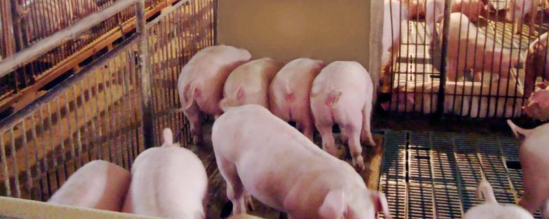 秋季养猪会出现哪些问题，仔猪在这时候容易发病