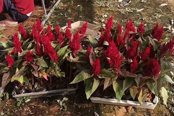 鸡冠花种苗怎么移栽，定植深度以子叶接近地面为宜
