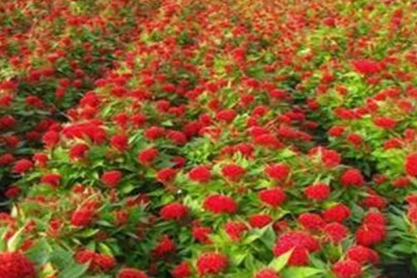 鸡冠花种苗怎么移栽，定植深度以子叶接近地面为宜