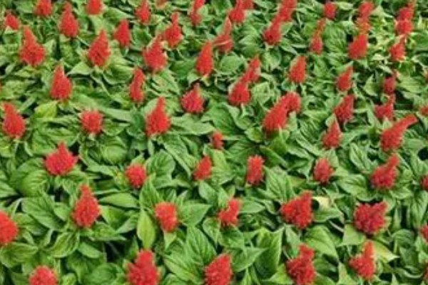 鸡冠花种苗怎么移栽，定植深度以子叶接近地面为宜