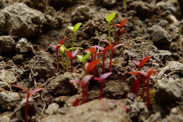 鸡冠花种苗怎么移栽，定植深度以子叶接近地面为宜
