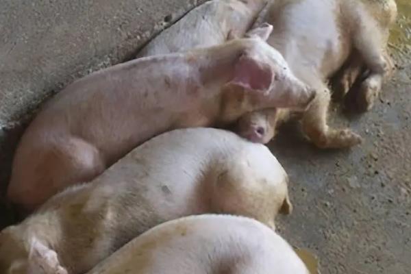 秋季养猪会出现哪些问题，仔猪在这时候容易发病