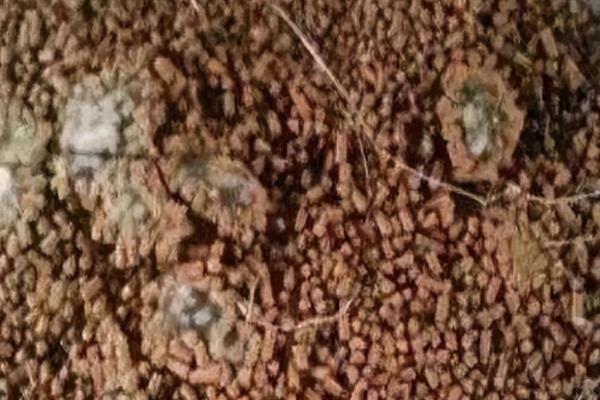 秋季养猪会出现哪些问题，仔猪在这时候容易发病