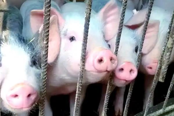 秋季养猪会出现哪些问题，仔猪在这时候容易发病