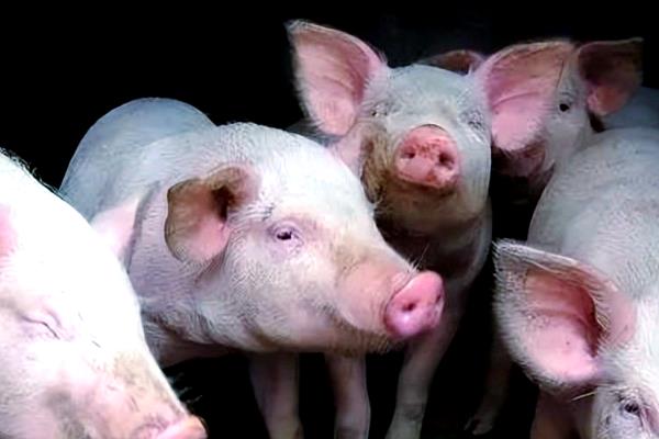 秋季养猪会出现哪些问题，仔猪在这时候容易发病