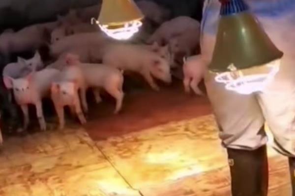 秋季养猪会出现哪些问题，仔猪在这时候容易发病