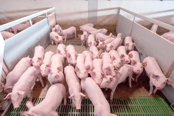 秋季养猪会出现哪些问题，仔猪在这时候容易发病