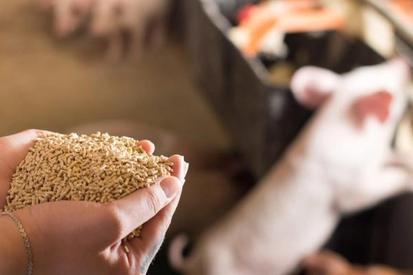 秋季养猪会出现哪些问题，仔猪在这时候容易发病