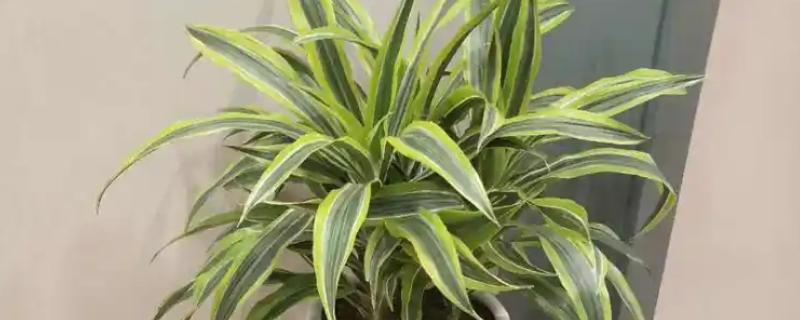 美人铁如何养殖，适合在砂质土壤中种植