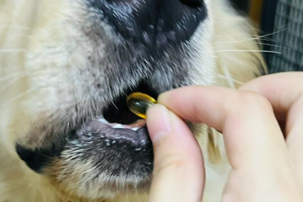 刚断奶的小狗如何喂养，需要逐渐转换到固体食物