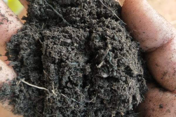 美人铁如何养殖，适合在砂质土壤中种植