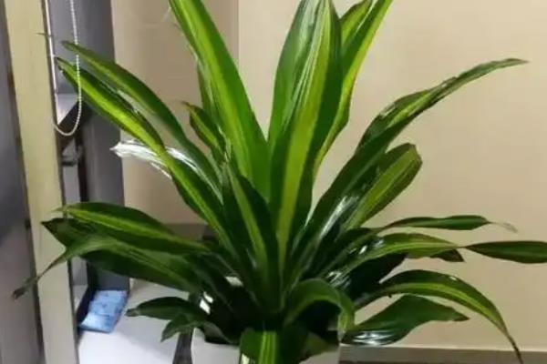 美人铁如何养殖，适合在砂质土壤中种植