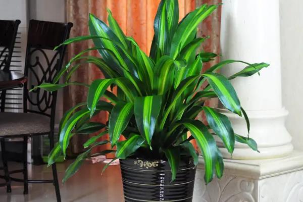 美人铁如何养殖，适合在砂质土壤中种植