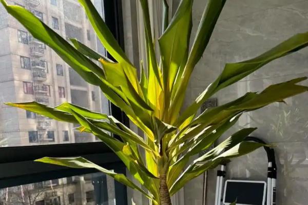 美人铁如何养殖，适合在砂质土壤中种植