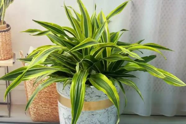 美人铁如何养殖，适合在砂质土壤中种植