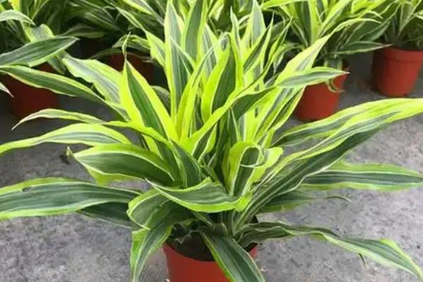 美人铁如何养殖，适合在砂质土壤中种植