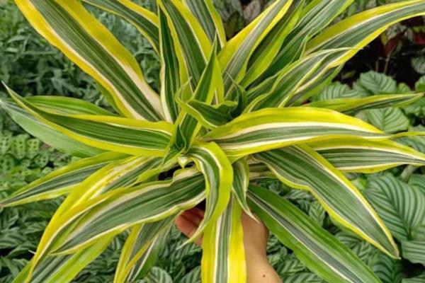 美人铁如何养殖，适合在砂质土壤中种植