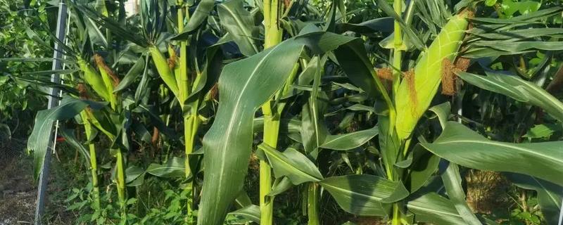 玉米一埯双株种植要点，应选择高产耐密良种