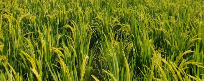 水稻抽穗杨花期怎么管理，最低要保持3厘米的水位