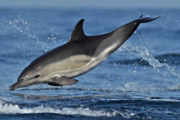 海豚对人有好感吗，会对人有好感
