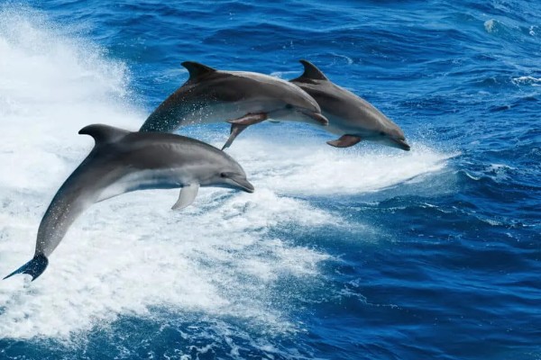 海豚对人有好感吗，会对人有好感