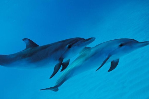 海豚对人有好感吗，会对人有好感