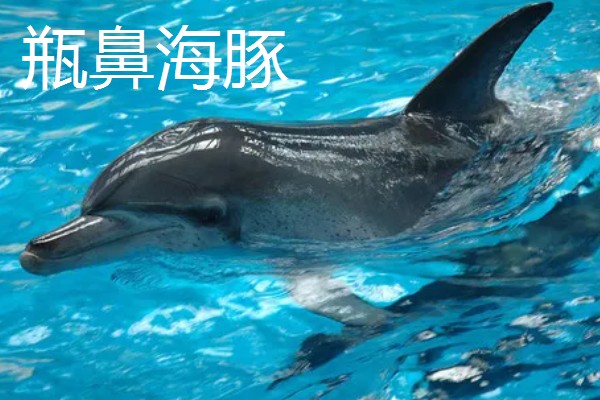 海豚对人有好感吗，会对人有好感