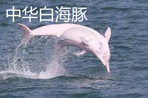 海豚对人有好感吗，会对人有好感