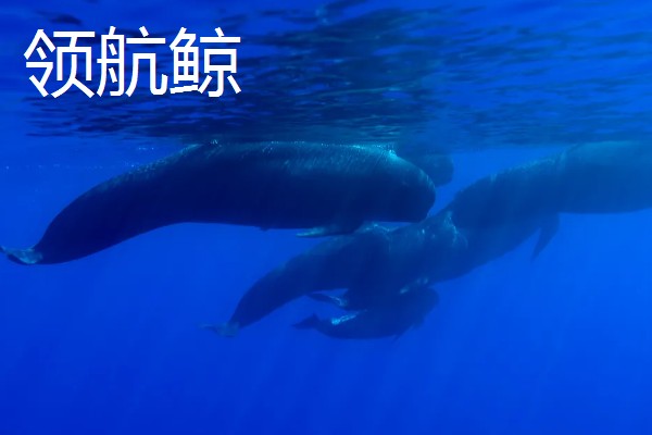 海豚对人有好感吗，会对人有好感