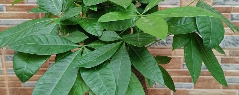 发财树的叶子发黄的原因，可能是浇水不当所致