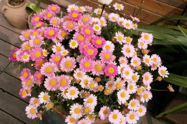 小雏菊鲜花怎么养殖，每天提供不少于5小时的散射光