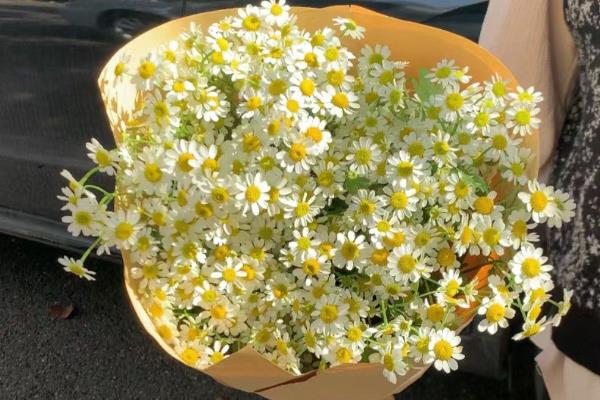 小雏菊鲜花怎么养殖，每天提供不少于5小时的散射光
