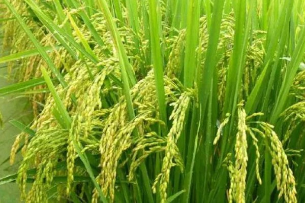 水稻抽穗杨花期怎么管理,最低要保持3厘米的水位