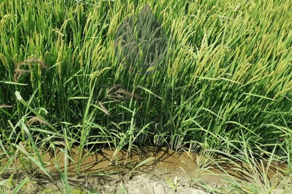 水稻抽穗杨花期怎么管理,最低要保持3厘米的水位