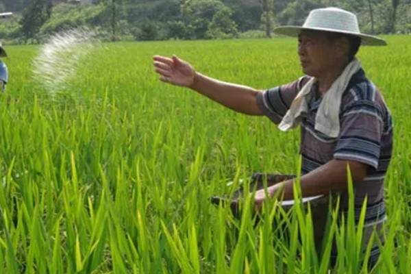 水稻抽穗杨花期怎么管理,最低要保持3厘米的水位