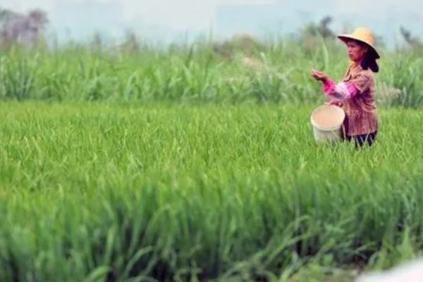 水稻抽穗杨花期怎么管理,最低要保持3厘米的水位