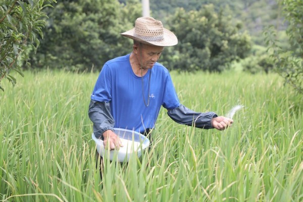 水稻抽穗杨花期怎么管理,最低要保持3厘米的水位