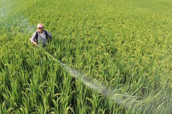 水稻抽穗杨花期怎么管理,最低要保持3厘米的水位