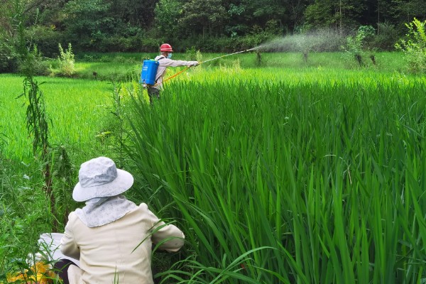 水稻抽穗杨花期怎么管理,最低要保持3厘米的水位