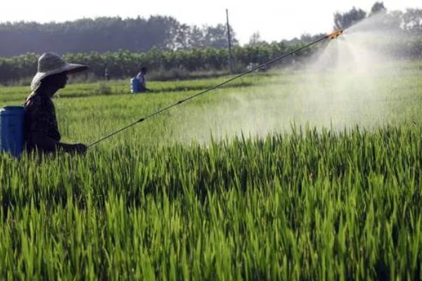 水稻抽穗杨花期怎么管理,最低要保持3厘米的水位