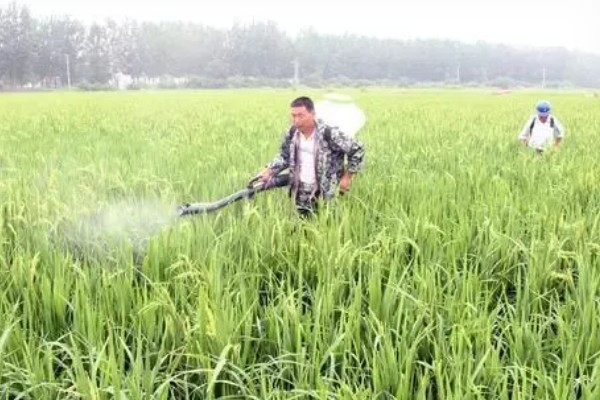 水稻抽穗杨花期怎么管理,最低要保持3厘米的水位