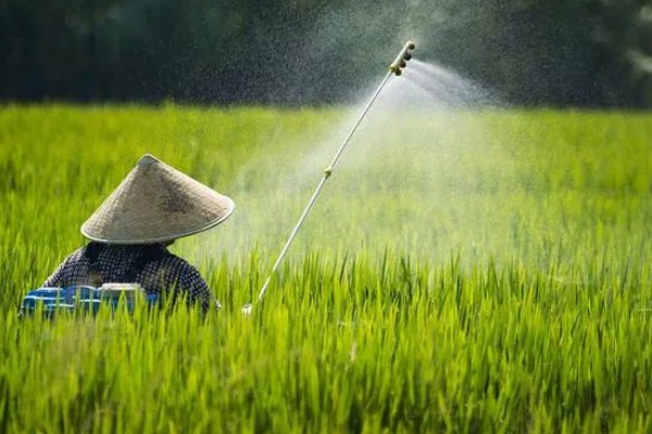 水稻抽穗杨花期怎么管理,最低要保持3厘米的水位