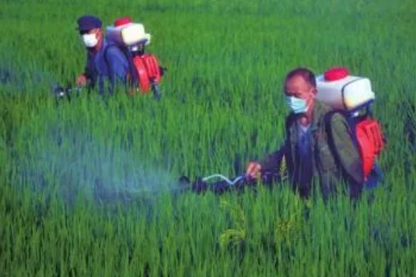 水稻抽穗杨花期怎么管理,最低要保持3厘米的水位