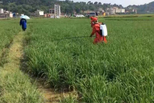 水稻抽穗杨花期怎么管理,最低要保持3厘米的水位