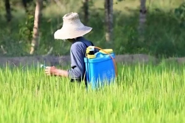 水稻抽穗杨花期怎么管理,最低要保持3厘米的水位