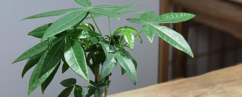 如何救活发财树，最简单的方法就是重新栽种