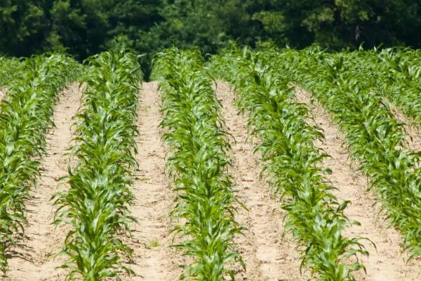 玉米一埯双株种植要点，应选择高产耐密良种