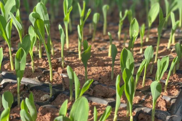 玉米一埯双株种植要点，应选择高产耐密良种