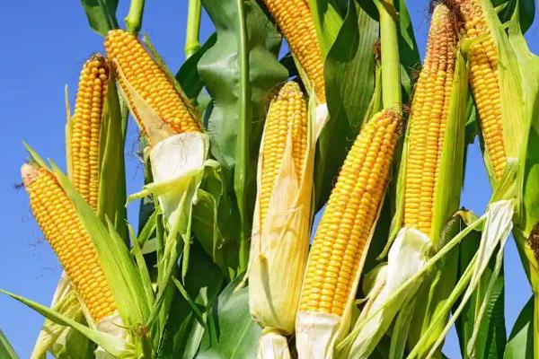 玉米一埯双株种植要点，应选择高产耐密良种